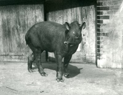 1922年9月、ロンドン動物園でのブラジルまたは南アメリカのバク（bw写真） 作： Frederick William Bond